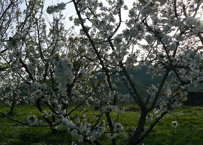 Il PettirossoBed and Breakfast